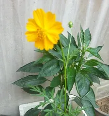 如何让蝎子莲花开花?(养护方法、肥料选择、水分控制、温度要求等)3