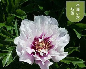 盆栽芍药的养护与管理(打造居家花园领略芍药之美)1