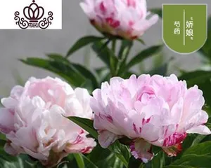盆栽芍药的养护与管理(打造居家花园领略芍药之美)2
