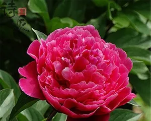 盆栽芍药的养护与管理(打造居家花园领略芍药之美)3