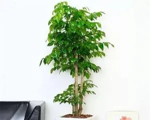 幸福树盆景的养护方法与注意事项(打造美丽室内景观,让幸福常驻)1