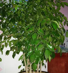 幸福树盆景的养护方法与注意事项(打造美丽室内景观,让幸福常驻)2