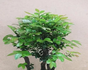 小叶紫檀的养护技巧与方法（小叶紫檀的生长特点与养护要点，让你轻松养出一株健康的小叶紫檀）2