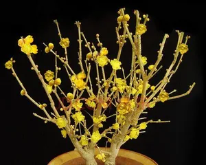 盆栽 wintersweet的种植与养护（盆栽 wintersweet的上盆时间和注意事项）1