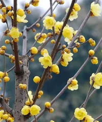 盆栽 wintersweet的种植与养护（盆栽 wintersweet的上盆时间和注意事项）2
