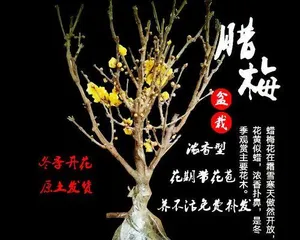 盆栽 wintersweet的种植与养护（盆栽 wintersweet的上盆时间和注意事项）3