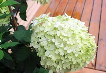 如何养护好你的绣球花?(学习绣球插花需要的技巧和注意事项)2