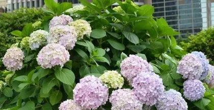 如何养护好你的绣球花?(学习绣球插花需要的技巧和注意事项)3