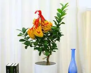 Potted Buddha