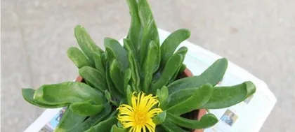 Potted Buddha