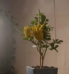Potted Buddha