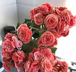 Rieger Begonia