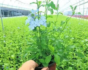 蓝雪花——室内最佳观赏植物(它是如何在室内生长的?室内养护技巧全面解析)1
