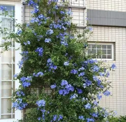 蓝雪花——室内最佳观赏植物(它是如何在室内生长的?室内养护技巧全面解析)2