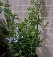 蓝雪花——室内最佳观赏植物(它是如何在室内生长的?室内养护技巧全面解析)3