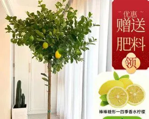 如何成功养殖柠檬盆栽?(从选购到养护全攻略,让你的柠檬盆栽生机勃勃!)1