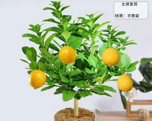 如何成功养殖柠檬盆栽?(从选购到养护全攻略,让你的柠檬盆栽生机勃勃!)3