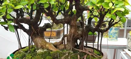 Lychee Bonsai Cultivation Techniques (Breeding Methods and Precautions) 3