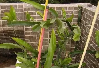 Advantages and Techniques of Growing Pitaya in a Pot (A Must-Read for Enthusiasts! Care Methods for Pitaya Potted Plants)3