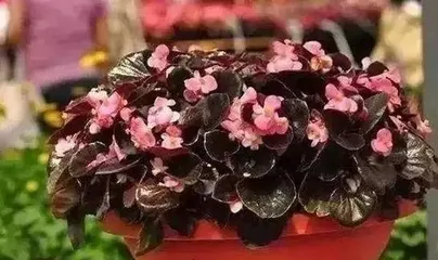 家里养蓝雪花,享受好风水(蓝雪花的养护和风水作用)1