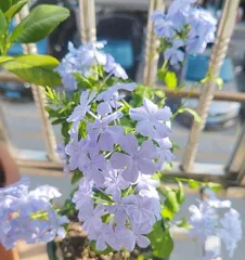 家里养蓝雪花,享受好风水(蓝雪花的养护和风水作用)3