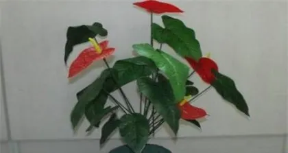 家里养红掌的风水好处(红掌的养护技巧和效果)1