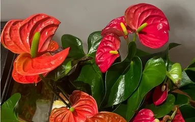 家里养红掌的风水好处(红掌的养护技巧和效果)2