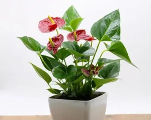 家里养红掌的风水好处(红掌的养护技巧和效果)3
