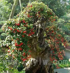 Care methods and precautions for auspicious fruit bonsai (create good luck in your life, come and learn how to care for auspicious fruit bonsai!) 1