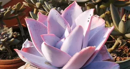 The Best Repotting Time for Succulent Guanghan Gong (Unveiling the Key to Succulent Guanghan Gong Care) 2