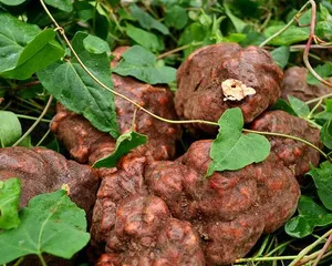 Planting and Care Methods for Fo-ti Potted Plants (Selection of Potting Soil and Watering Tips) 1