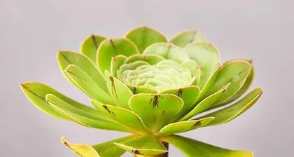 多肉法师在室内养护的全攻略(打造美丽室内花园,一起养育多肉法师)2