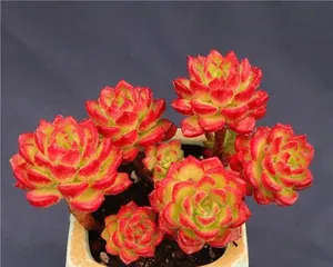 多肉蒂亚怎么养护变红成多头(打造红色多肉盆栽,从多肉蒂亚开始)1