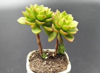 多肉蒂亚怎么养护变红成多头(打造红色多肉盆栽,从多肉蒂亚开始)2