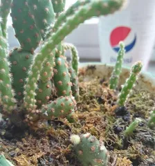 How to Make Epiphyllum Bloom (Care Tips, Growing Environment, Fertilizer Ratio) 3
