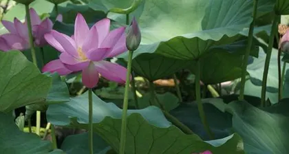 荷花的生长过程（荷花花期多长时间，开花多久凋谢，如何养护）1