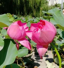 荷花的生长过程（荷花花期多长时间，开花多久凋谢，如何养护）3