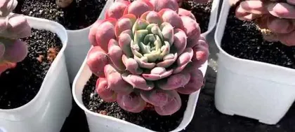 Creating Beautiful Lotus Succulents, A Big Reveal of Care Methods (How to Make Lotus Succulents Grow Stronger and More Beautiful) 2