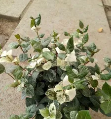 耐寒花卉，美丽的四季之选（探究多年生耐寒花卉的品种和养护技巧）2