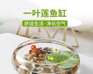 玻璃鱼缸适合养什么花?(探秘玻璃鱼缸花卉养护)1
