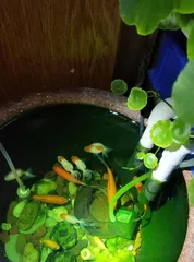 玻璃鱼缸适合养什么花?(探秘玻璃鱼缸花卉养护)2