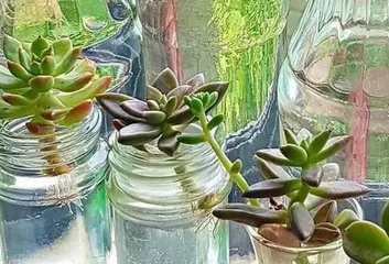 多肉养护(了解多菌灵水,让多肉植物更健康)1