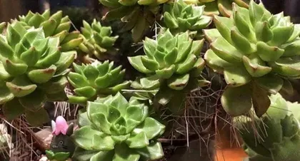 多肉养护(了解多菌灵水,让多肉植物更健康)2