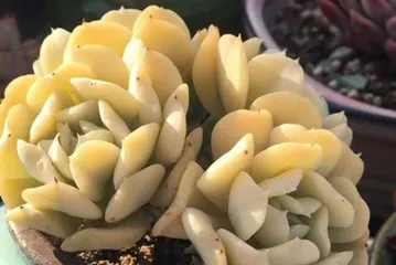 多肉养护(了解多菌灵水,让多肉植物更健康)3