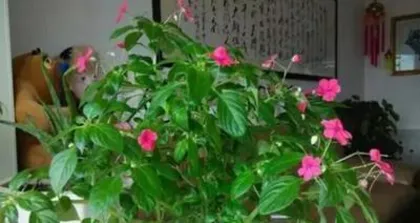 玻璃翠养殖方法详解(打造翠绿清爽的盆景植物)2