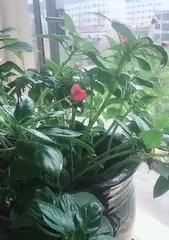 玻璃翠养殖方法详解(打造翠绿清爽的盆景植物)3