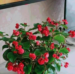 How to water and care for Impatiens walleriana correctly? (Different seasons, different watering strategies!) 2