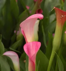 Toxicity and Indoor Care Guide for Colored Calla Lilies (Know These to Grow Calla Lilies with Peace of Mind) 1