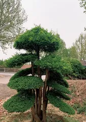 Ficus microcarpa Repotting Time and Care Methods (Creating a Healthy and Beautiful Ficus microcarca Miniature Potted Plant) 2