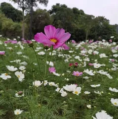 波斯菊的栽培与养护（喜好环境温暖，易栽培，鲜花开放期长）3
